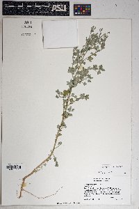 Chenopodium fremontii image