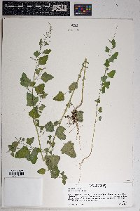 Chenopodium fremontii image