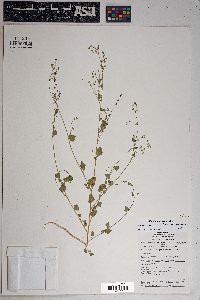 Chenopodium fremontii image