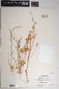 Chenopodium fremontii image