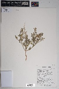 Chenopodium incanum image