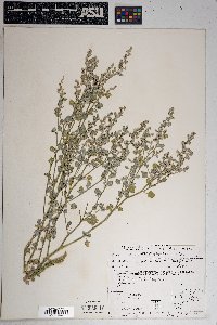 Chenopodium incanum image