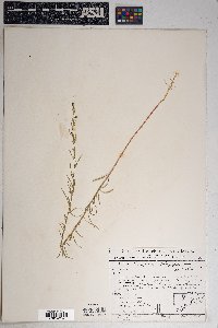 Chenopodium leptophyllum image