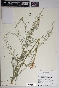 Chenopodium pratericola image