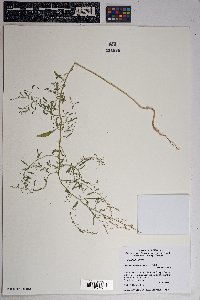 Chenopodium pratericola image