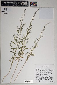 Chenopodium pratericola image