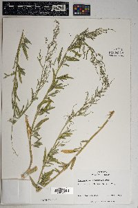 Chenopodium pratericola image