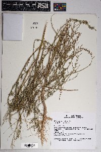 Oxybasis glauca var. salina image