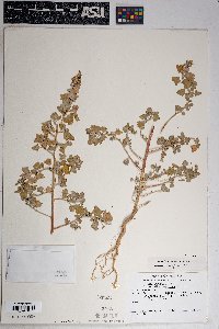 Chenopodium watsonii image