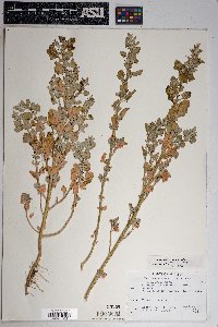 Chenopodium watsonii image