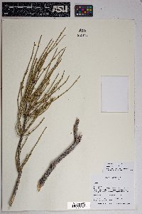 Ephedra torreyana image