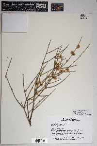 Ephedra torreyana image