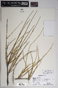 Ephedra trifurca image