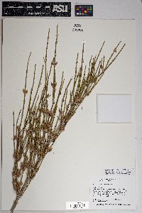 Ephedra trifurca image