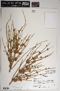 Ephedra trifurca image