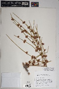 Ephedra trifurca image