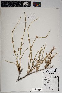 Ephedra trifurca image