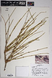 Ephedra trifurca image