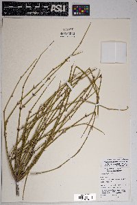 Ephedra trifurca image