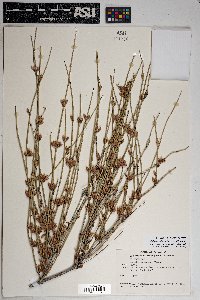 Ephedra trifurca image