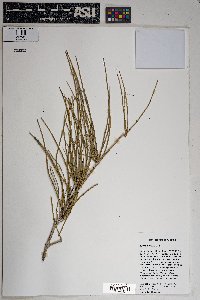 Ephedra trifurca image