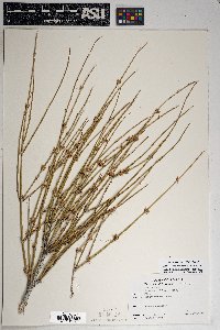 Ephedra trifurca image