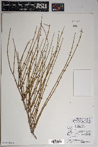 Ephedra trifurca image