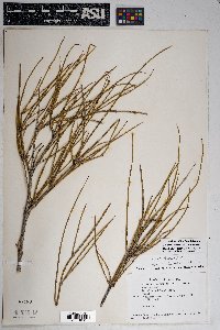 Ephedra trifurca image