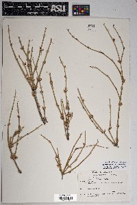 Ephedra trifurca image