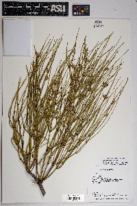 Ephedra viridis image