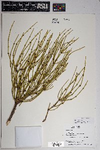 Ephedra viridis image