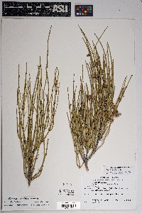 Ephedra viridis image