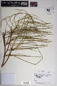 Ephedra viridis image