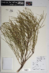 Ephedra viridis image