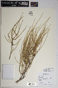 Ephedra viridis image