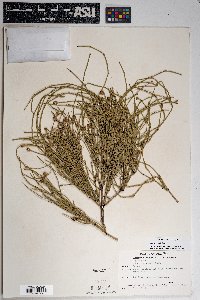 Ephedra viridis image