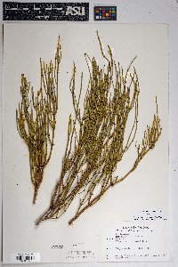 Ephedra viridis image