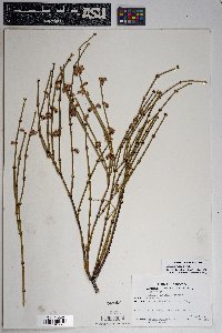 Ephedra viridis image