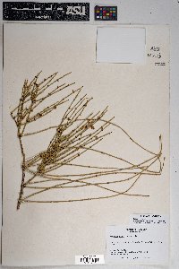 Ephedra viridis image