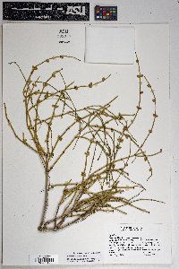 Ephedra viridis image