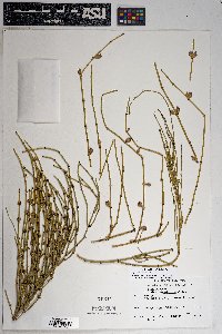 Ephedra viridis image