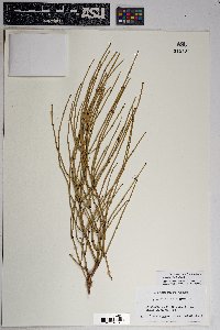 Ephedra viridis image