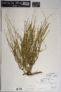 Ephedra viridis image