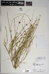 Ephedra viridis image