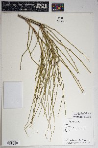 Ephedra viridis image