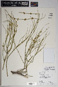 Ephedra viridis image