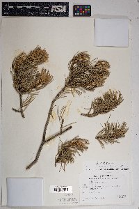 Pinus edulis image