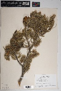 Pinus edulis image