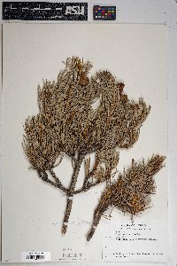 Pinus edulis image