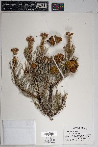 Pinus edulis image